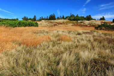 renkli sonbahar manzarası