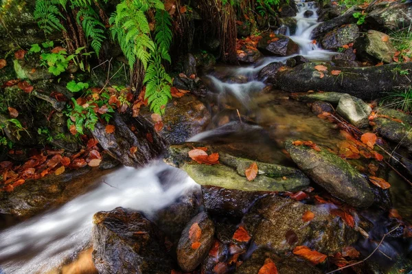 Creek de outono com pedras — Fotografia de Stock