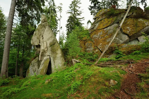 Bosque y roca — Foto de Stock