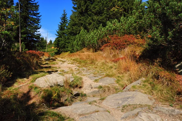 Autumn colorful landscape — Stock Photo, Image