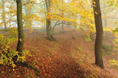 Sisli sonbahar ormanı