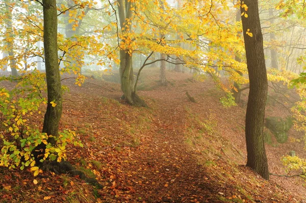 Осенний лес с туманом — стоковое фото