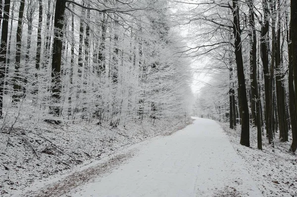 Winter forest with snow — Stock Photo, Image