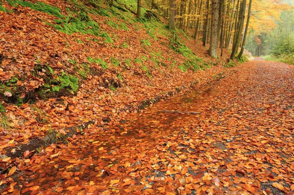 Estrada de outono com folhas — Fotografia de Stock