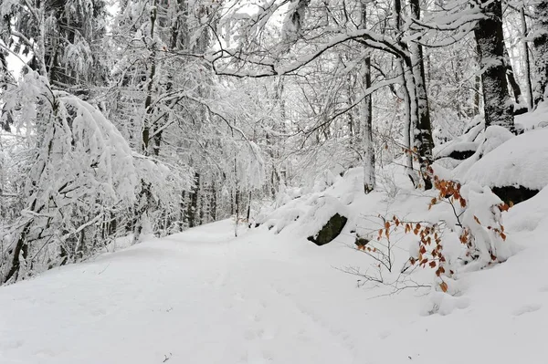 Foresta invernale con neve — Foto Stock