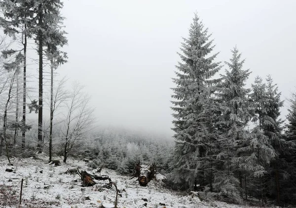 有雪的冬季森林 — 图库照片