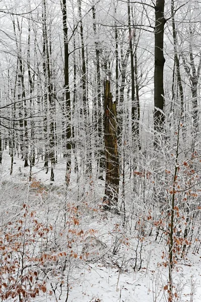 Winterbos met sneeuw — Stockfoto