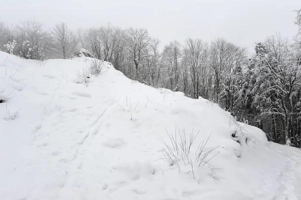 Zimní les se sněhem — Stock fotografie