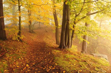 Sisli sonbahar ormanı