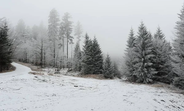 Winter forest with snow — Stock Photo, Image