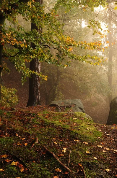 霧のある秋の森 — ストック写真