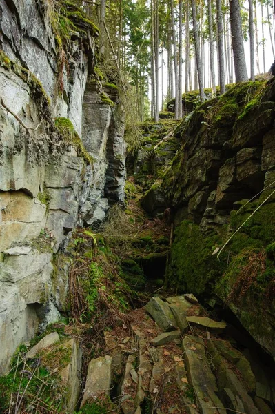 森と岩 — ストック写真