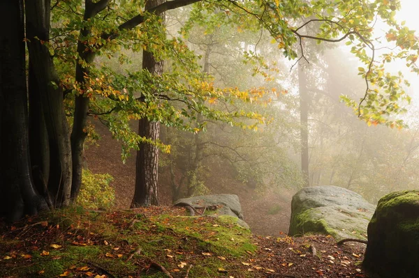Forêt d'automne avec brouillard — Photo