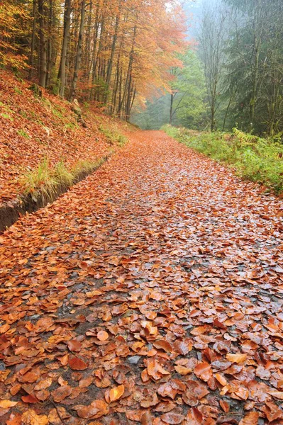 Осенняя дорога с листьями — стоковое фото