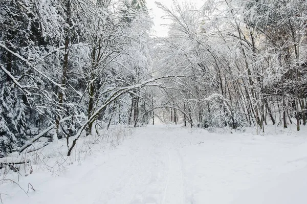 Winter landscape of Bohemian Switzerland — Stock Photo, Image