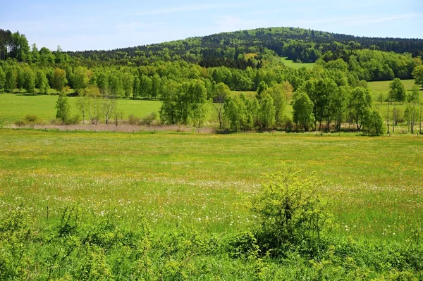 Paisaje verde primavera —  Fotos de Stock