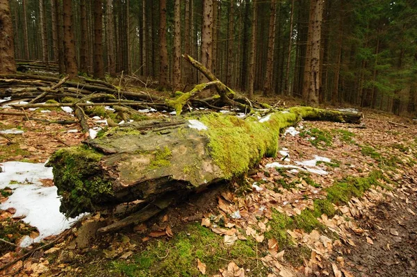 Sehr alter Wald — Stockfoto