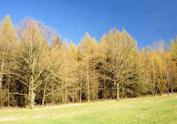 Beautiful spring landscape — Stock Photo, Image