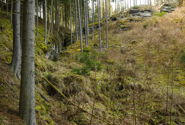 Forêt et roche — Photo