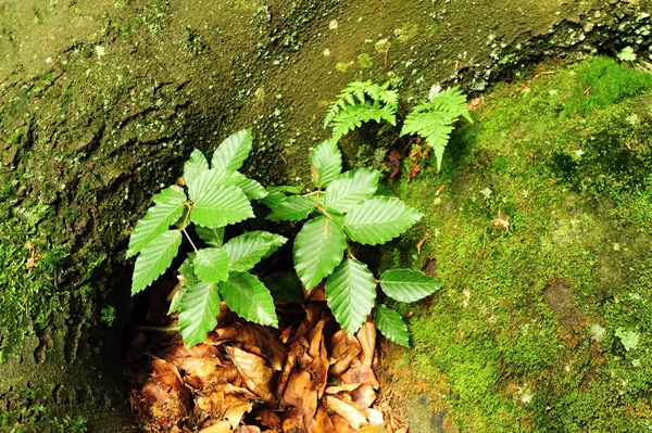 Moss and fern — Stock Photo, Image
