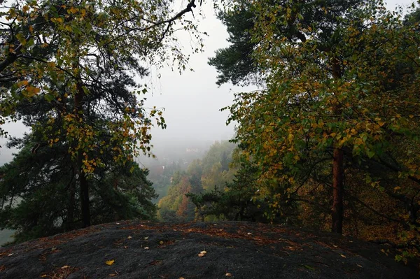 Φθινοπωρινό δάσος με ομίχλη — Φωτογραφία Αρχείου