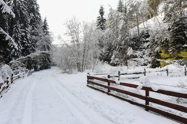 Winter landscape of Bohemian Switzerland — Stock Photo, Image