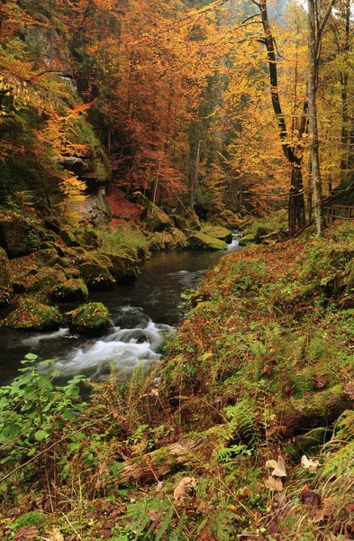 Sonbahar renkleri Nehri — Stok fotoğraf