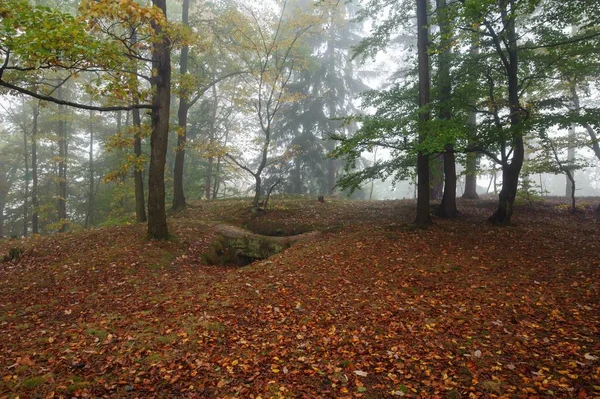 Φθινοπωρινό δάσος με ομίχλη — Φωτογραφία Αρχείου