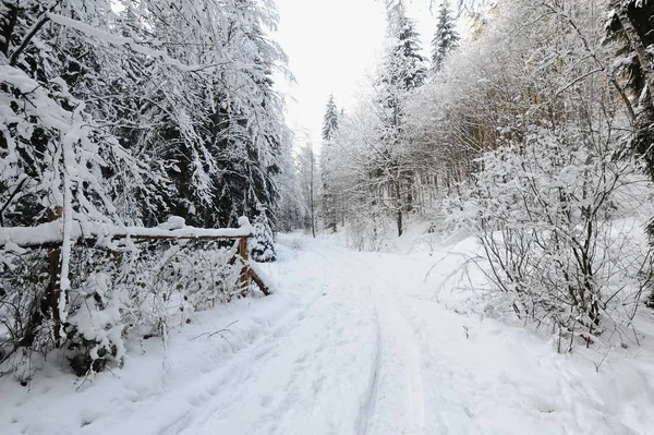 Зимний пейзаж Чешской Швейцарии — стоковое фото