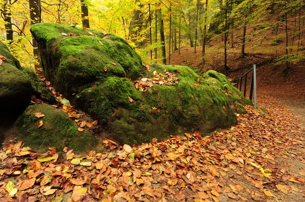 Φθινόπωρο δάσος με φύλλα — Φωτογραφία Αρχείου