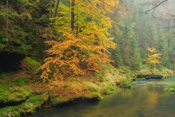 Herfst kleuren-rivier — Stockfoto