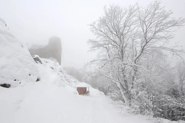 Foresta invernale con neve — Foto Stock