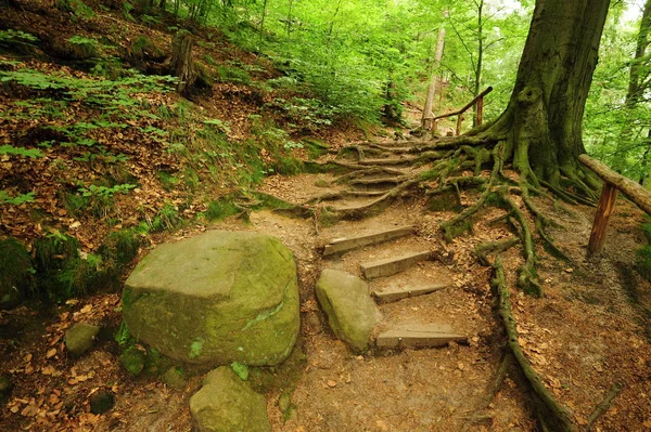 Forest path through the rocks — Stock Photo, Image