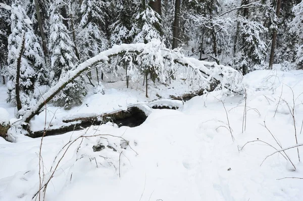 Insenatura invernale della Svizzera boema — Foto Stock