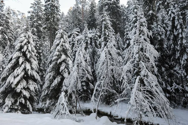 Winter landscape of Bohemian Switzerland — Stock Photo, Image