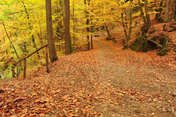 Autumn road with leaves — Stock Photo, Image