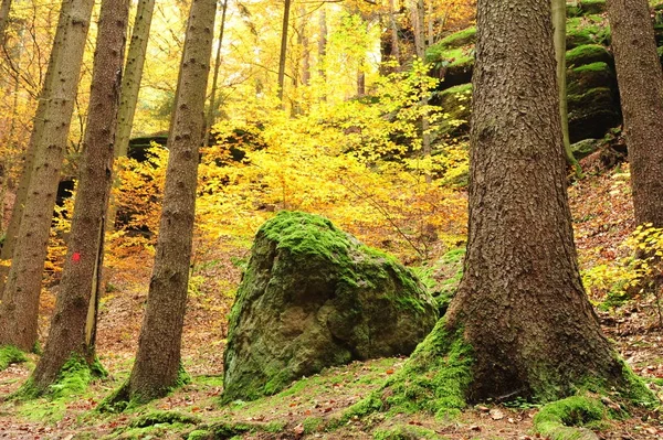 葉と秋の森 — ストック写真