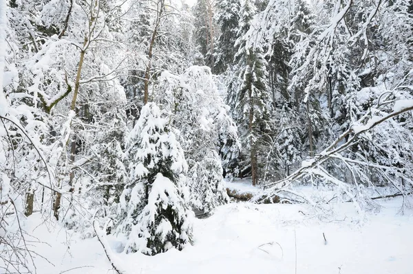 Winter landscape of Bohemian Switzerland — Stock Photo, Image