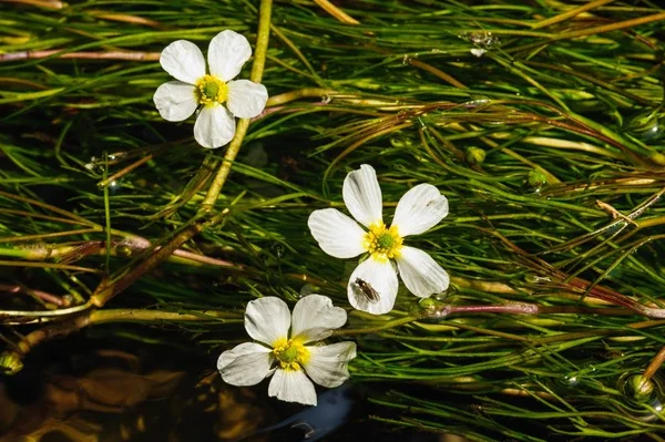 川の花詳細 — ストック写真