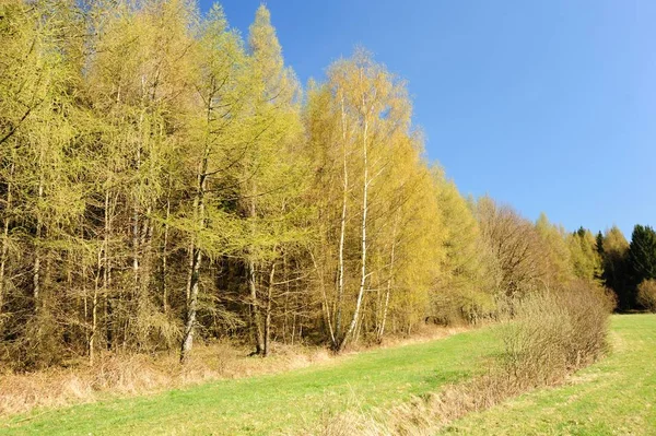 Beautiful spring landscape — Stock Photo, Image