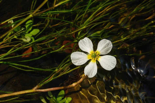 Détail des fleurs dans la rivière — Photo