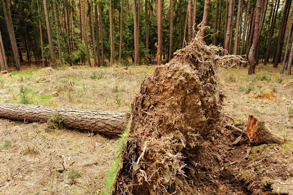 Baum entwurzelt — Stockfoto