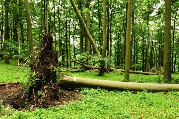 Baum im Gras entwurzelt — Stockfoto