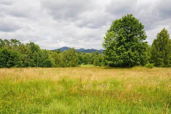 Beau paysage vert avec prairie, arbres et ciel — Photo