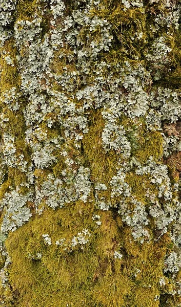 Detail der Baumrinde — Stockfoto