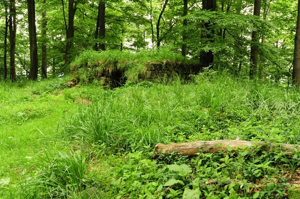Caminho florestal com grama — Fotografia de Stock