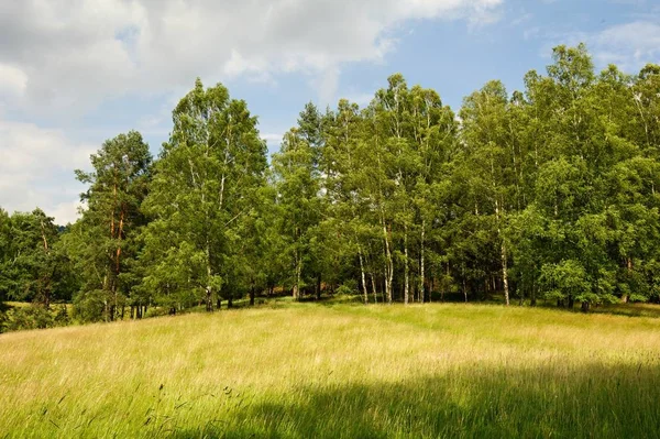 Hermoso paisaje verde con prado, árboles y cielo —  Fotos de Stock