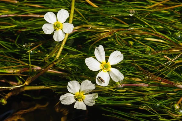 Blütendetail im Fluss — Stockfoto