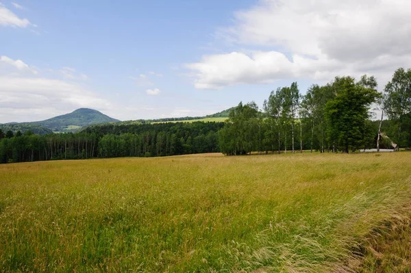 Hermoso paisaje verde con prado, árboles y cielo —  Fotos de Stock