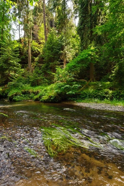 Belle et propre rivière Kamenice coulant à travers les bois et les rochers — Photo